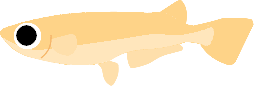 めだか