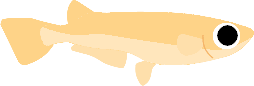 めだか